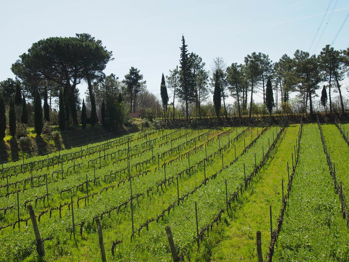 Agriturismo Gli Archi Fauglia Exterior photo